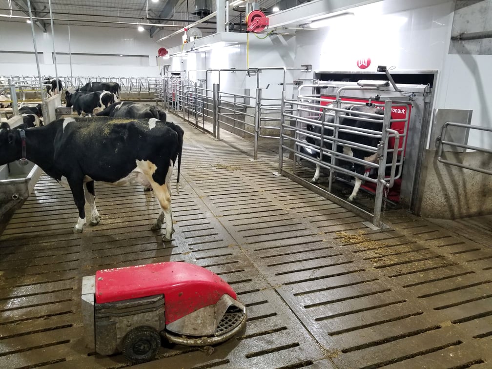 ROBOTIC MILKING Deerfield Colony Case Study by Ashley Graye Dairy